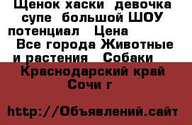 Щенок хаски, девочка супе, большой ШОУ потенциал › Цена ­ 50 000 - Все города Животные и растения » Собаки   . Краснодарский край,Сочи г.